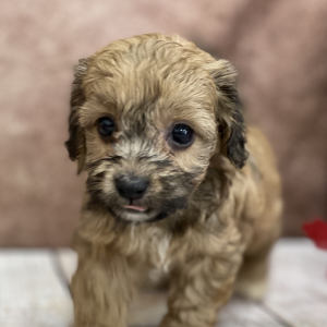 Shihpoo Puppy Lobo