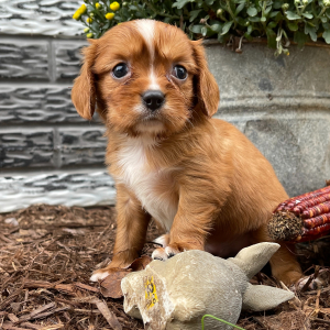 Cavalier King Charles Spaniel Puppy Cash