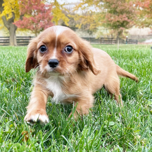 Cavalier King Charles Spaniel Puppy Cash