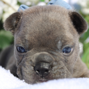 French Bulldog Puppy Darwin