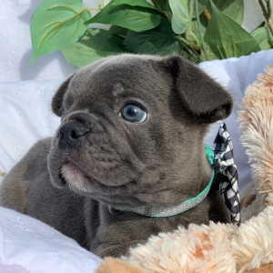 French Bulldog Puppy Darwin