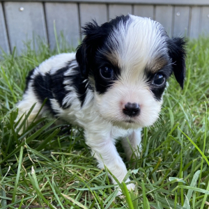 Cavalier King Charles Spaniel Puppy Otto