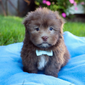 Havanese Puppy Parker