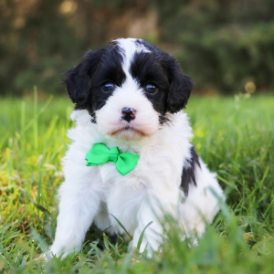 Cavapoo Puppy Milo