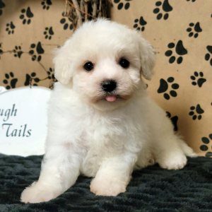 Maltipoo Puppy Sully