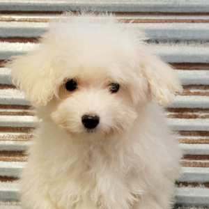 Maltipoo Puppy Sully