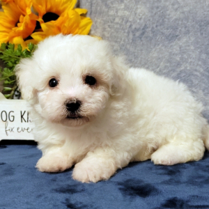 Maltipoo Puppy Jax