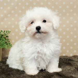 Maltipoo Puppy Jax