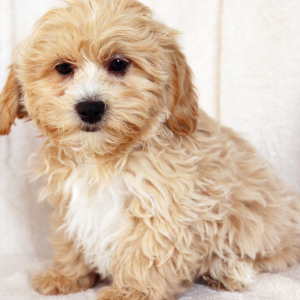 Shihpoo Puppy Denver