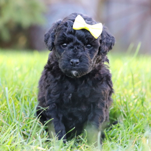 Bichonpoo Puppy Ashley