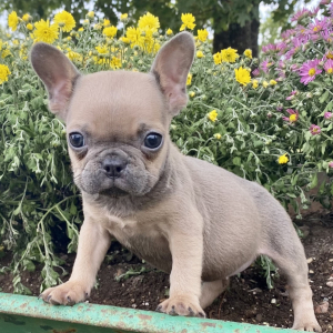 French Bulldog Puppy Lily
