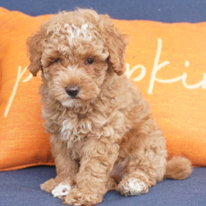 Poodle Puppy Lester