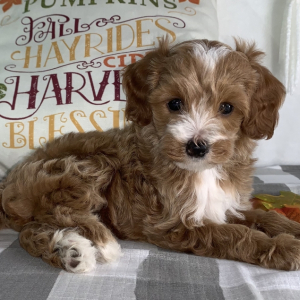 Cavapoo Puppy Tara