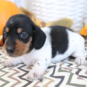 Dachshund Puppy Sarge