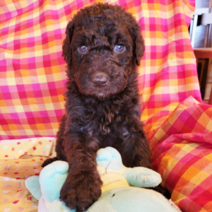 Goldendoodle Puppy Buddy