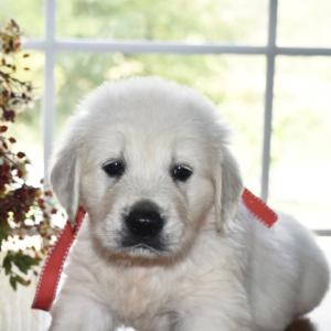 Golden Retriever Puppy BoBear