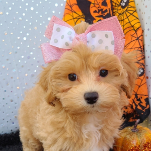 Maltipoo Puppy River