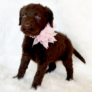 Labradoodle Puppy Missy
