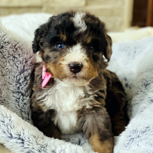 Bernedoodle Puppy Rylee