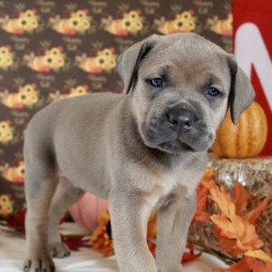 Cane Corso Puppy Landon