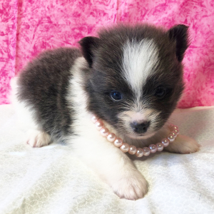 Pomeranian Puppy Jimena