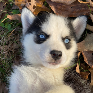 Pomsky Puppy Cami
