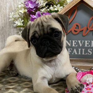 Pug Puppy Norah