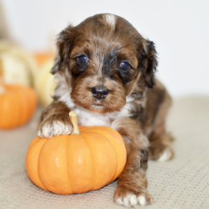 Cockapoo Puppy Nora