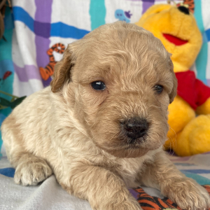 Goldendoodle Puppy Gavin