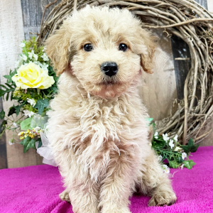 Goldendoodle Puppy Gavin