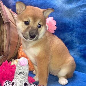 Shiba Inu Puppy Ruka