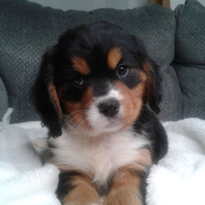 Bernalier Puppy Felicity