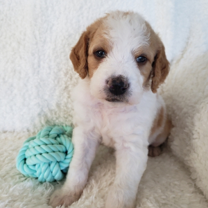 Labradoodle Puppy Cooper