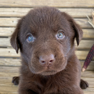Labrador Retriever Puppy Jimmy