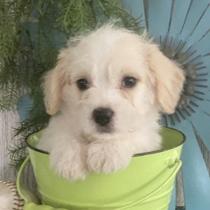 Cavapoo Puppy Carter