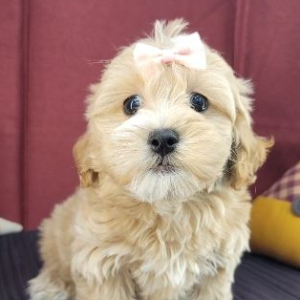 Havapoo Puppy Tess