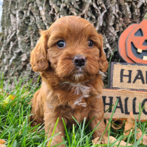 Cavapoo Puppy Chelsea