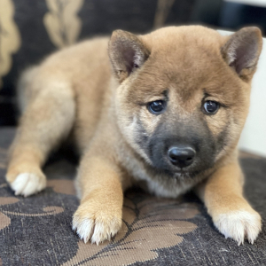 Shiba Inu Puppy Ziggy