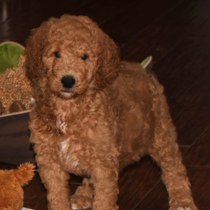 Poodle Puppy Adele