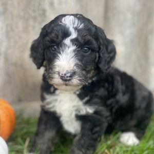 Bernedoodle Puppy Ariel