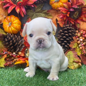 French Bulldog Puppy Romeo