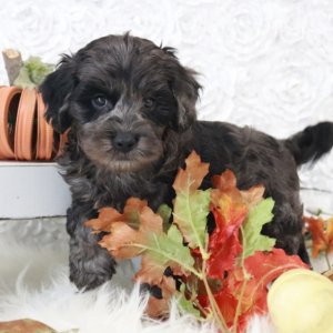 Cavapoo Puppy Cole