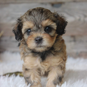 Shihpoo Puppy Jessica