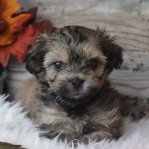 Shihpoo Puppy Chance