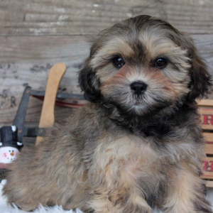 Shihpoo Puppy Chance