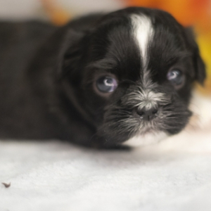 Shih Tzu Puppy Sorren