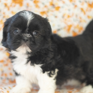 Shih Tzu Puppy Sorren