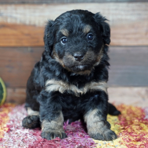 Bernedoodle Puppy Callie