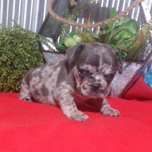 French Bulldog Puppy Brady