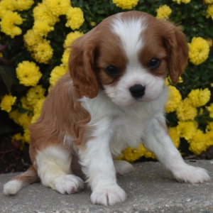 Cavalier King Charles Spaniel Puppy Justin